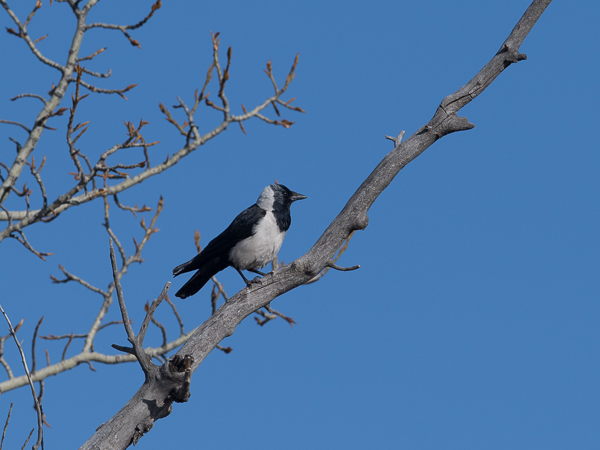 Idännaakka, Daurian Jackdaw, Corvus dauuricus