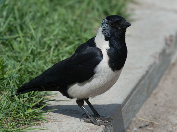 Idännaakka, Daurian Jackdaw, Corvus dauuricus