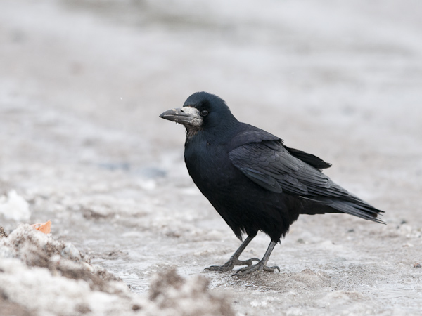 Mustavaris, Rook, Corvus frugilegus