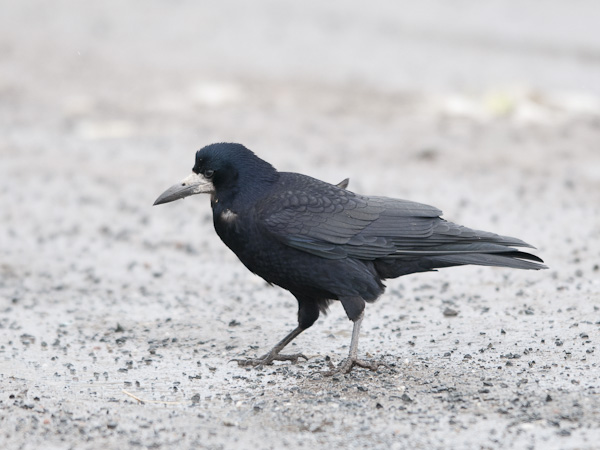 Mustavaris, Rook, Corvus frugilegus