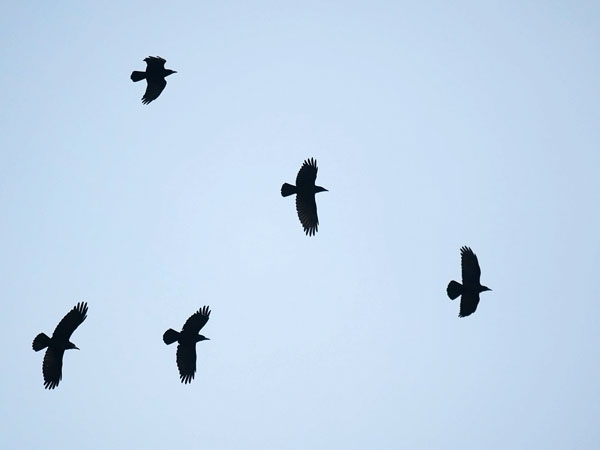 Mustavaris, Rook, Corvus frugilegus