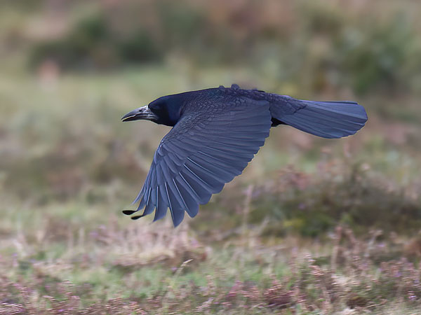 Mustavaris, Rook, Corvus frugilegus