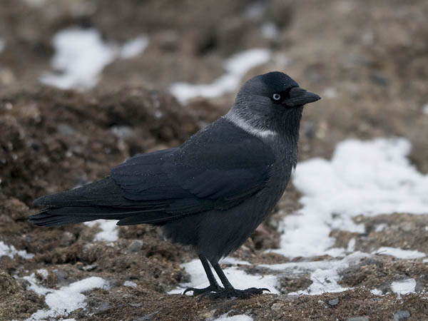 Naakka, Western Jackdaw, Corvus monedula