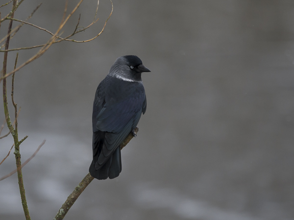 Naakka, Western Jackdaw, Corvus monedula