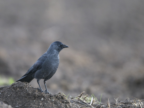 Naakka, Western Jackdaw, Corvus monedula