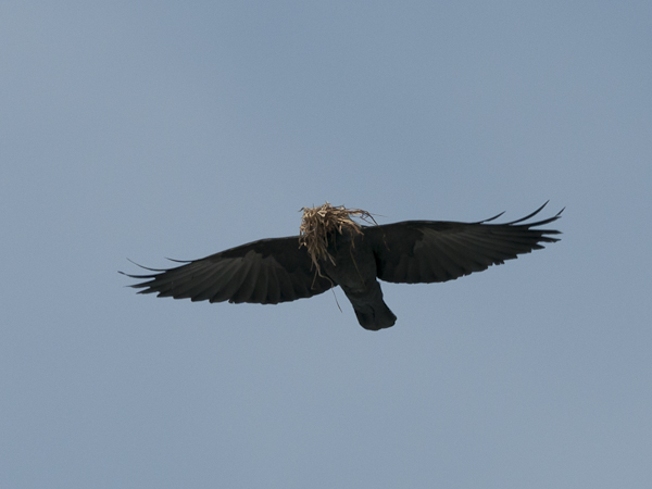 Naakka, Western Jackdaw, Corvus monedula
