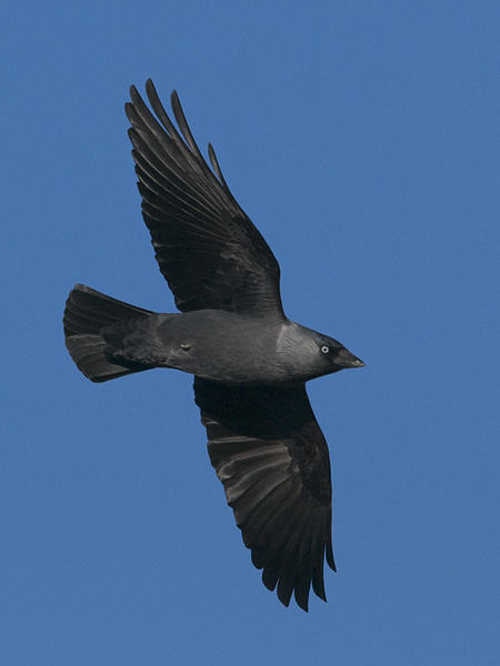 Naakka, Western Jackdaw, Corvus monedula