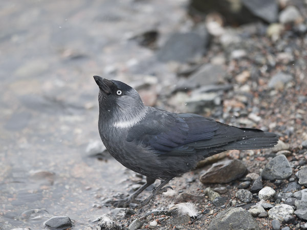 Naakka, Western Jackdaw, Corvus monedula