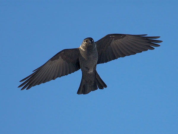 Naakka, Western Jackdaw, Corvus monedula