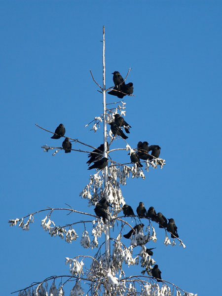 Naakka, Western Jackdaw, Corvus monedula
