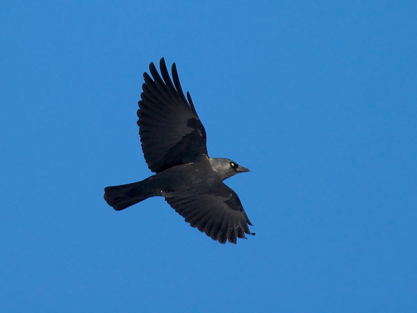 Naakka, Western Jackdaw, Corvus monedula