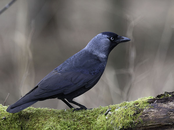 Naakka, Western Jackdaw, Corvus monedula