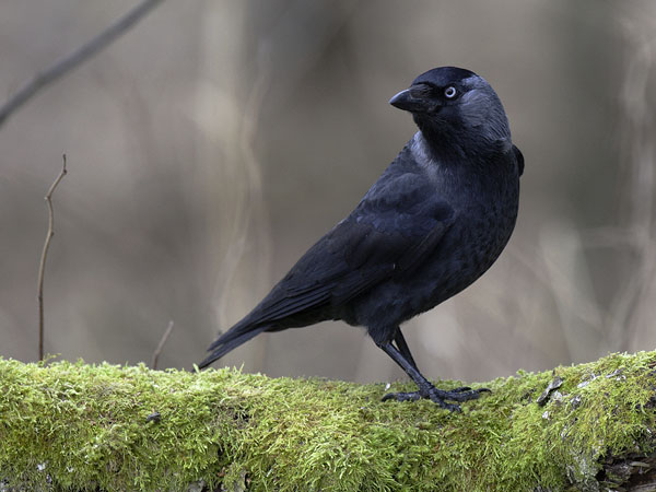 Naakka, Western Jackdaw, Corvus monedula