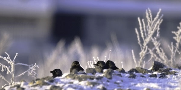 Naakka, Western Jackdaw, Corvus monedula