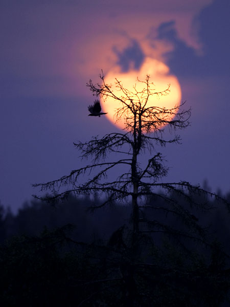 Varis, Hooded Crow, Corvus corone cornix
