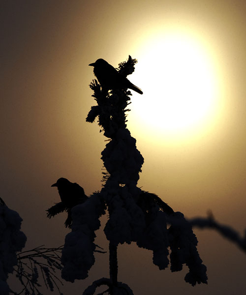 Varis, Hooded Crow, Corvus corone cornix