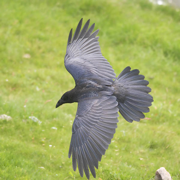 Korppi, Common Raven, Corvus corax