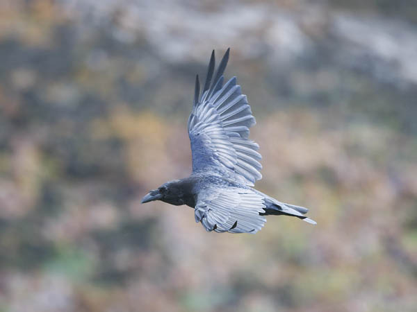 Korppi, Common Raven, Corvus corax