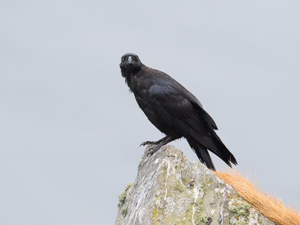 Korppi, Common Raven, Corvus corax