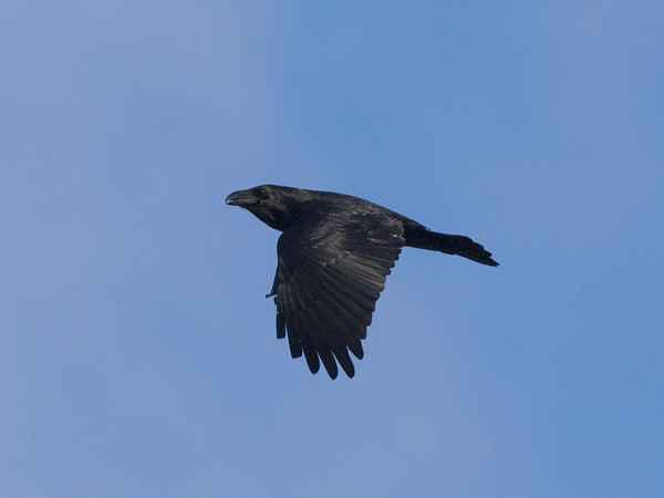 Korppi, Common Raven, Corvus corax