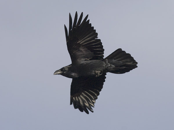 Korppi, Common Raven, Corvus corax