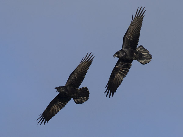 Korppi, Common Raven, Corvus corax