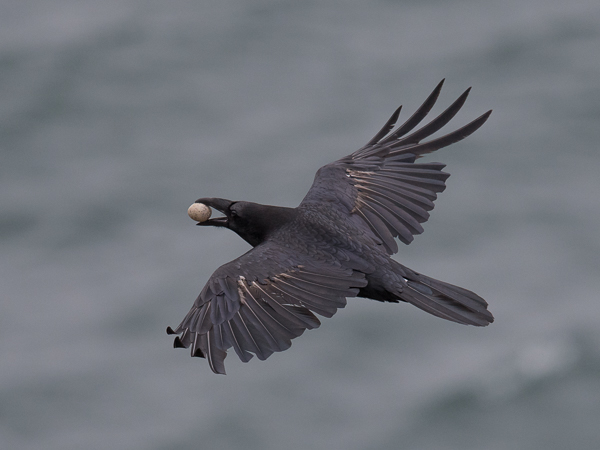 Korppi, Common Raven, Corvus corax