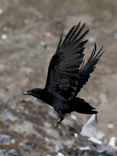 Korppi, Common Raven, Corvus corax