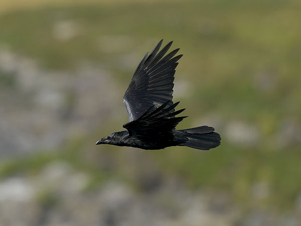 Korppi, Common Raven, Corvus corax