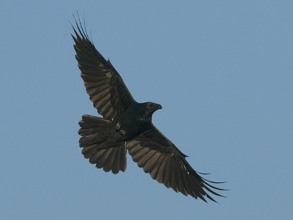 Korppi, Common Raven, Corvus corax