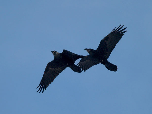 Korppi, Common Raven, Corvus corax