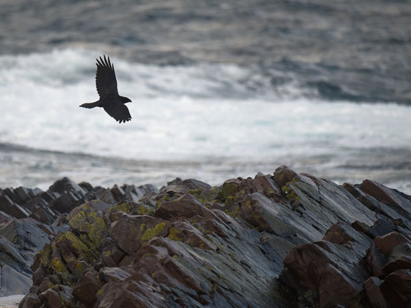 Korppi, Common Raven, Corvus corax