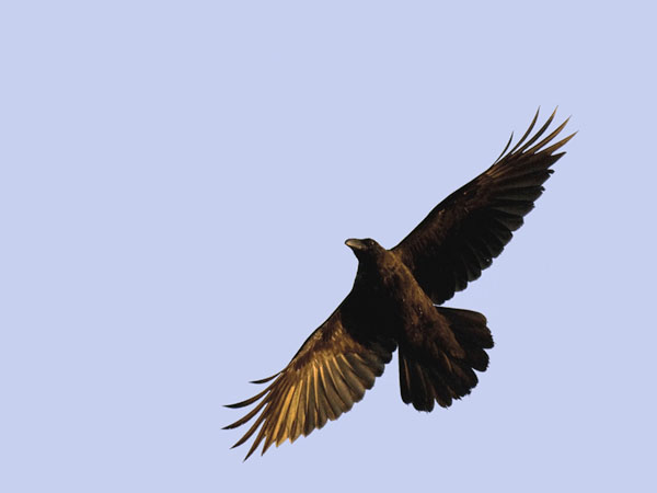 Korppi, Common Raven, Corvus corax