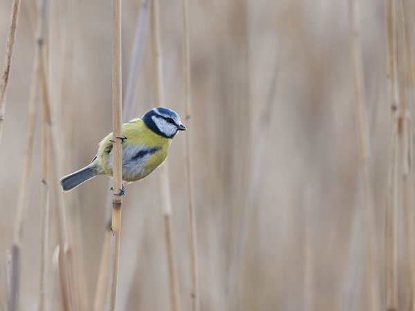 Sinitiainen, Blue Tit, Cyanistes caeruleus