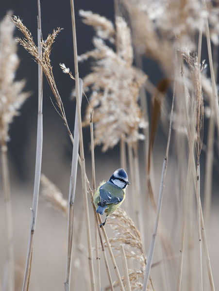 Sinitiainen, Blue Tit, Cyanistes caeruleus