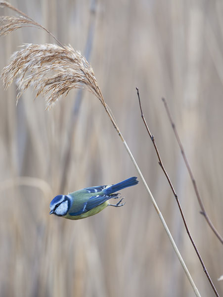 Sinitiainen, Blue Tit, Cyanistes caeruleus