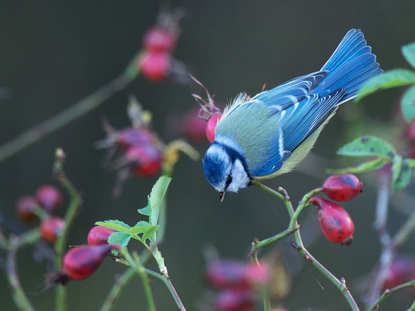 Sinitiainen, Blue Tit, Cyanistes caeruleus