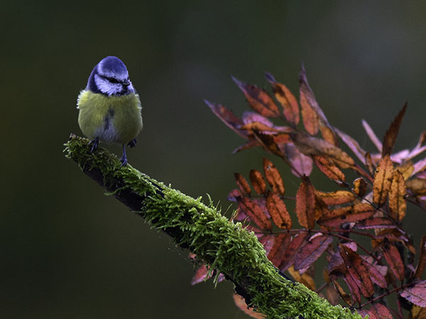 Sinitiainen, Blue Tit, Cyanistes caeruleus