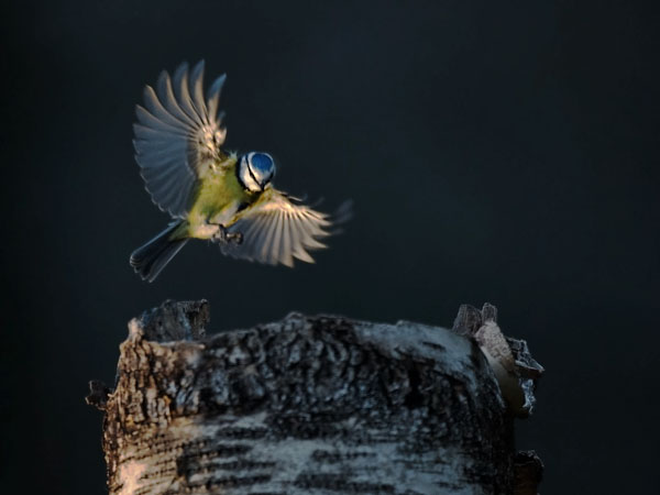 Sinitiainen, Blue Tit, Cyanistes caeruleus