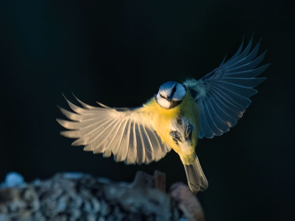 Sinitiainen, Blue Tit, Cyanistes caeruleus