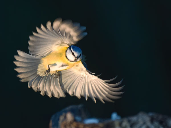 Sinitiainen, Blue Tit, Cyanistes caeruleus
