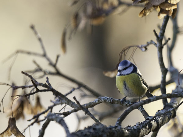 Sinitiainen, Blue Tit, Cyanistes caeruleus