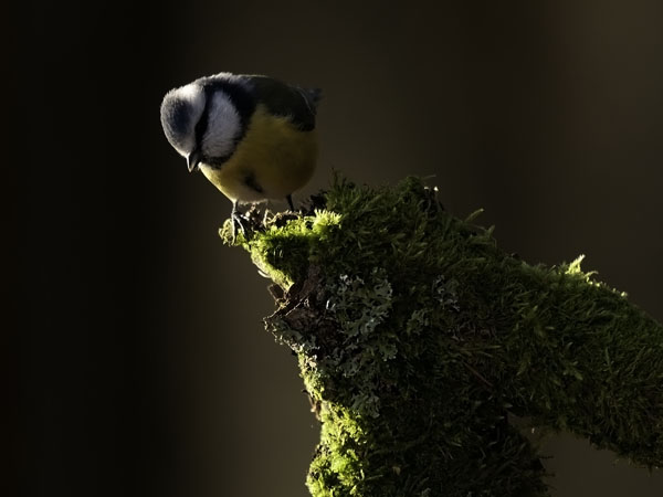 Sinitiainen, Blue Tit, Cyanistes caeruleus