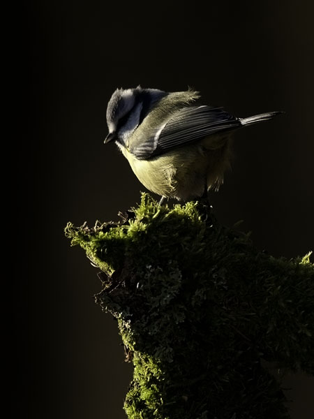 Sinitiainen, Blue Tit, Cyanistes caeruleus