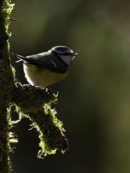 Sinitiainen, Blue Tit, Cyanistes caeruleus