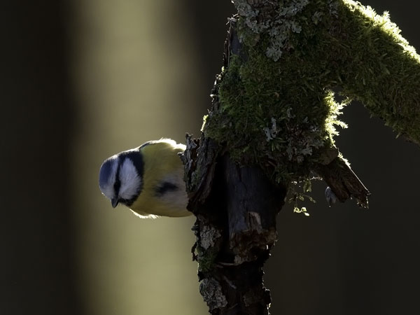 Sinitiainen, Blue Tit, Cyanistes caeruleus