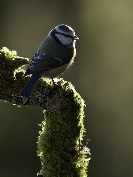 Sinitiainen, Blue Tit, Cyanistes caeruleus
