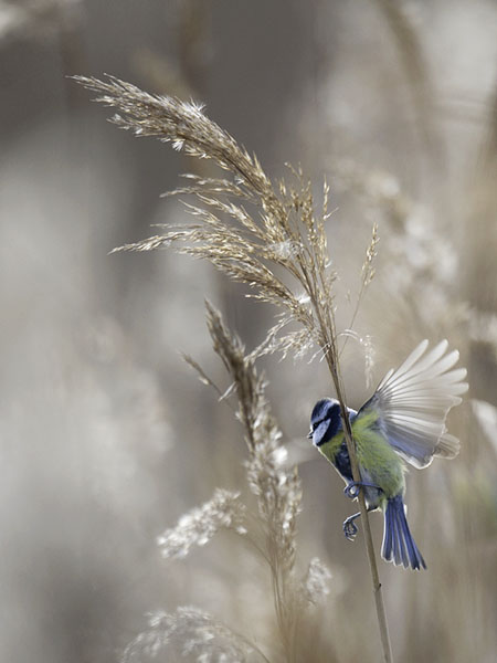 Sinitiainen, Blue Tit, Cyanistes caeruleus