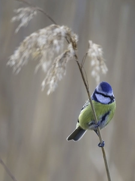 Sinitiainen, Blue Tit, Cyanistes caeruleus