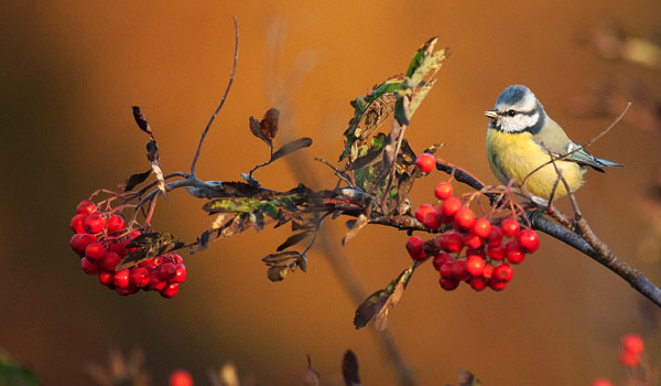 Sinitiainen, Blue Tit, Cyanistes caeruleus